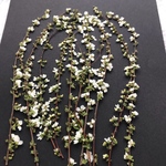 ユキヤナギ 押し花  長め