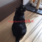 tamagoro11様専用 春の薬膳茶