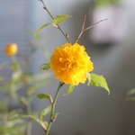 幸せを呼ぶイエロー♪八重咲きヤマブキ