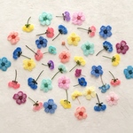 押し花100 アソート着色