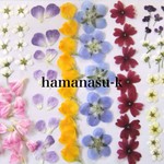 押花素材14    小さい花いろいろ