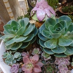 多肉植物七福神1ポット