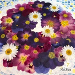 ♡new♡ 送料無料！¥1750 ♡たっぷり押し花セット♡
