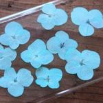 New!2019年押し花【アジサイ15個】薄い水色