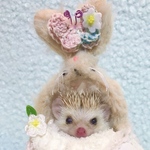 【うさキャン🐰🥚】うささんのスプリングコート