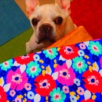 《フレンチブルドッグ》お花タンクトップ