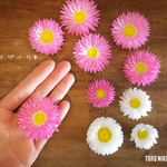 ヘリクリサムピンク✳︎小分け✳︎ドライフラワー花材