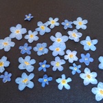 🌼再販🌼押し花素材🌼ワスレナグサ