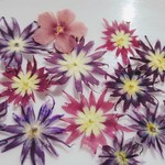 押し花素材🌼フロックス