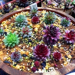 多肉植物  センペルビウム  カラフルセット