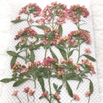アリッサム 押し花 