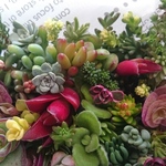 　多肉植物カット苗ちまちま寄せ植え(育児書付き）