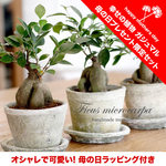 ★母の日プレゼント限定！ギフトセット付きガジュマル★　アンティーク調の手作りモスポット鉢（皿付き） 