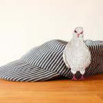 刺繍ブローチ  ハト