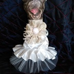 ウエディングパグ