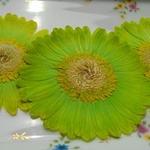 押し花素材。ガーベラ染め黄緑色3輪