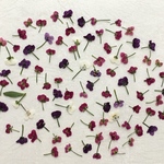 押し花107 アリッサム無着色