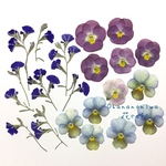 押し花 素材 セット9