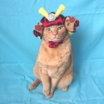 ~😸あみぐるみカブト〜猫用（4、5㌔前後）用〜😸