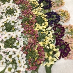 押し花＊アリッサム
