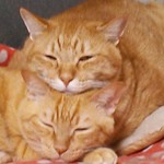 ✿オーダー商品です✿