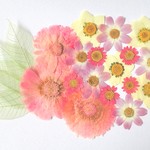 【押し花】金菊・ノースポール・スケルトンリーフ・組み立てのお花