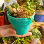 鉢植え多肉植物　中サイズ