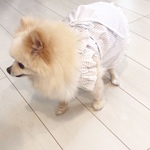 送料無料 犬服 ストライプワンピース ティッシュケース付き 犬キャミソール