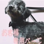 犬用首輪&リードセット【ダブルリボン付き】