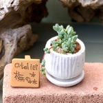 [売約済] 小魚が並んだ多肉植物mini