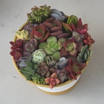 紅葉中♡ 新品缶 ♡ネルソルで固まってる寄せ植え♡多肉植物♡可愛い
