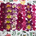 ♡new♡作家様必見♡ ♡お買い得な押し花セット♡