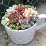 白花カップ多肉植物寄せ植え