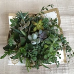 GW前セール❁︎カット苗15種以上 ❁︎ 多肉植物整理 ❁︎ 送料無料