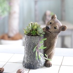 子グマのサキュレント 切り株（ギャザリング）
