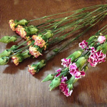 再販＊ドライフラワー花材＊スプレーカーネーション2色セット