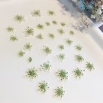 レースフラワー 1本分押し花