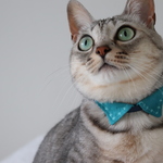 ターコイズブルーがかっこいいプチ襟猫さん首輪
