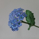 紫陽花・単品