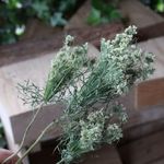 ダウカス ブラックレースフラワーの Dry Flower（薄色：小5本組）