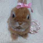 (マロクロママ様専用ページ)ウサギちゃん🐰
