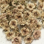 小さめ かすみ草 ドライフラワー foggy brown