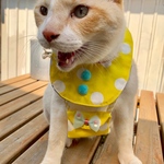 にゃんこのお出かけバック🐈