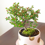 紅シタンの盆栽【陶芸家作盆栽鉢】