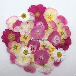 再販 381.押し花アソート〜ピンク系 ビオラ お花 押し花素材