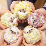 本日21時から販売開始！【大阪】【5/18】はなねずみちゃんワークショップ 参加券