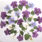  押し花素材20　パコパ3種　葉茎付き   