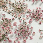 レースフラワーのドライフラワー sweet  pink gradation