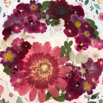 ♡new♡ 送料無料！¥1920 ♡たっぷり押し花セット♡