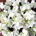 【New】グリーン系ホワイト紫陽花 花びら36枚茎付き　造花・アーティフィシャルフラワー・花材　#70824